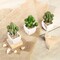 Green 3 Assorted 5" Artificial Faux Succulent Cactus Plants Off White Pots
